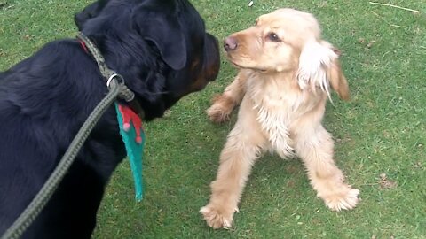 Rottweiler and Cocker fooling around