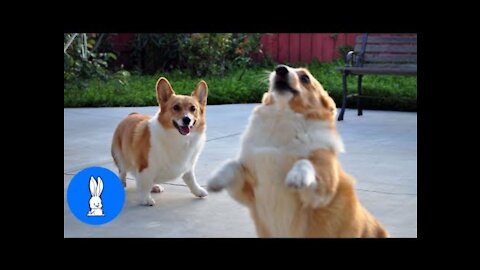 Corgi Are The Best CUTEST Compilation 100% funny video