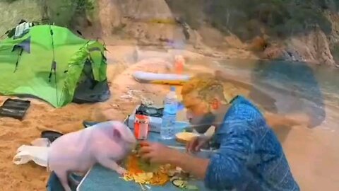 Funny pig fall