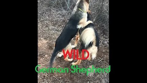 Wild German Shepherd | Untrained Interrupting | Australian Male Shepherd Playtime | Bad Girl DIY 101