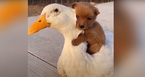 This video will touch your heart Adorable Puppy Loves Its Duck Buddy