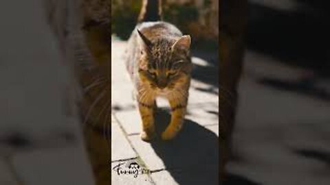 🤣😻Funny Cat Fails 2022 || by Funny Think's #short