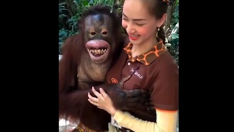 funny orangutan