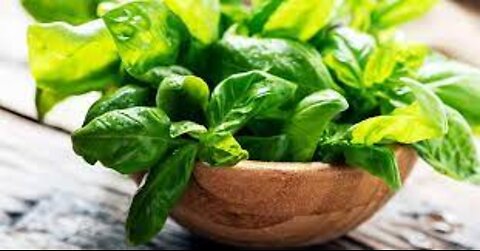 8 health Benefits of Basil