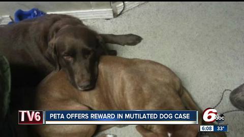 PETA offers reward for arrest of person who ripped three paws off Anderson family dog