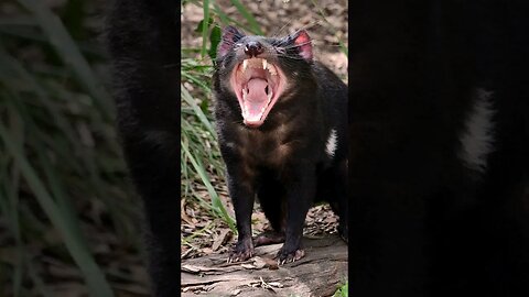 TAZ TEM UM CORAÇÃO DOCE E GENTIL