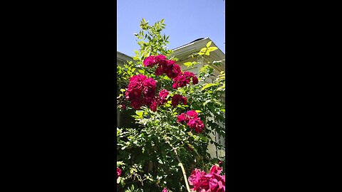 Rose Bush in full Bloom