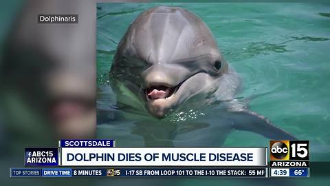 Dolphin at Scottsdale dolphinarium dies after being diagnosed with 'rare muscle disease'