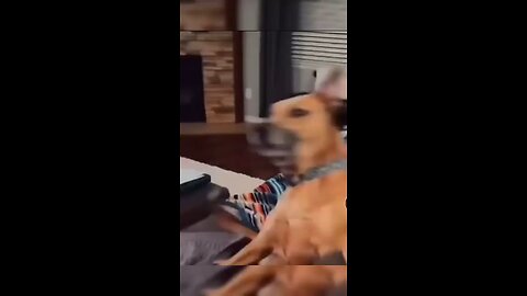 funny dogs compilation.