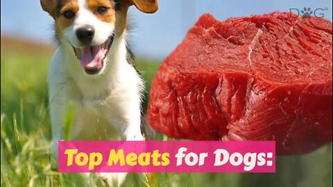 Top Meats for Dogs: The Pros and Cons of Each