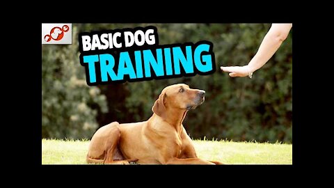 Basic Dog Training – TOP 10 Essential Commands Every Dog Should Get!