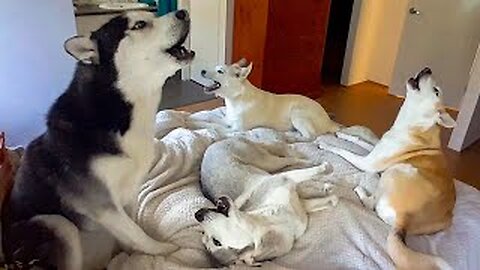 HILARIOUS Husky Sings Along 😍 🎶 | BEST Talented Pets