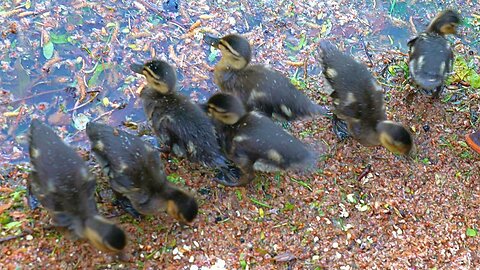 Human Drone Hovering Over The 7 Mallard Duck Ducklings