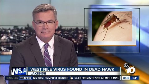 West Nile virus found in dead hawk