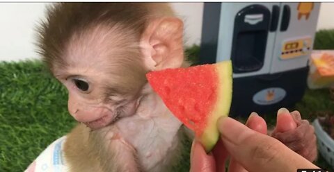 Baby monkey bibi eating watermelon animal home