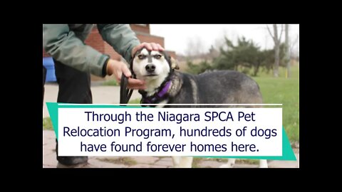 Shamattawa Dogs | Pet Relocation Program - Niagara SPCA