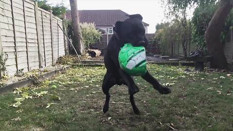 Man documents all four seasons of his dog's adventures