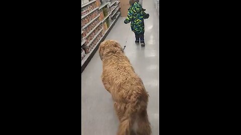 120lb Briard being walked by 2 year old.