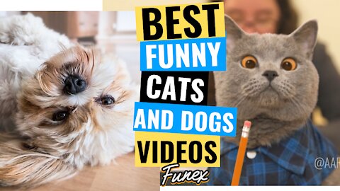 👍 Best Funny Cats 😹 And Dogs 🐶 Of The Month -Try Not To Laugh Challenge 2021