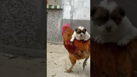 एसी दोस्ती कभी देखीं हैं||best friend dog and hen||cute animals||dog and chicken playing#GigoX