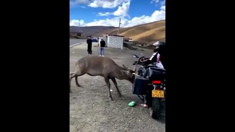 Crazy Deer Attacks Bikers