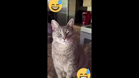 funny cat