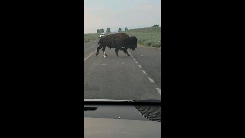 Bison in Yellowstone National Park