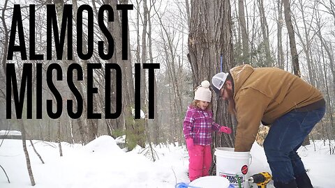 The Maple Sap Is Running - DIY Maple Season 2021