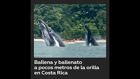 Ballenas jorobadas aparecen en una playa de Costa Rica