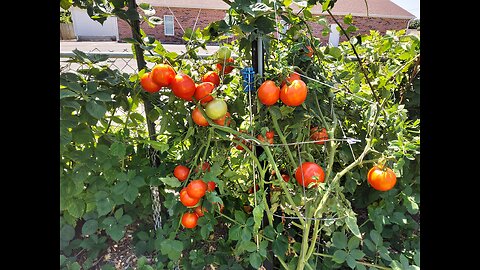 5th And Final Hossinator Tomato Harvest 8/22/24