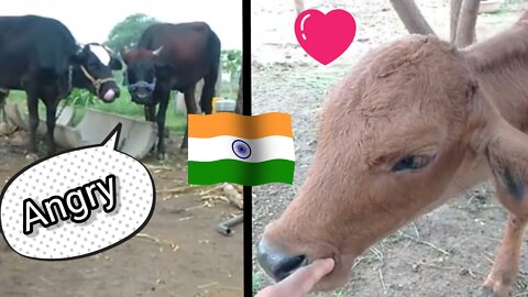 The Cow trying to attract me for come there | And another cows Watching me with Angryness | Indian