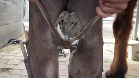 The Longest Hoof I've EVER Trimmed - Hoof Restoration - Farrier ASMR-4