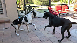 Wrestling Great Danes show off their fancy footwork