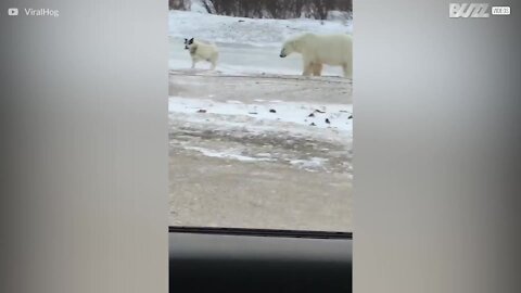 Orso curioso tenta l'amicizia con un cane