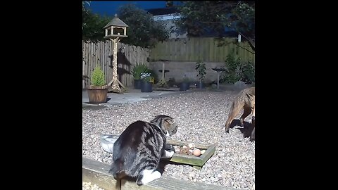 cat vs fox