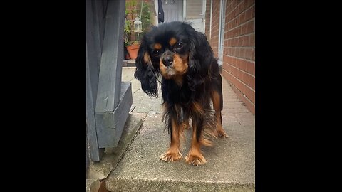 Cutie Cavalier