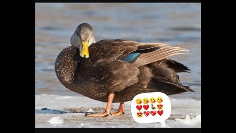 Black duck.. Bountiful butyful 🐦 on planet