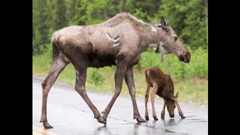 Un orignal interrompt le trafic en Alaska