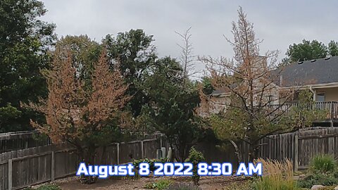 Tree Removal August 8 2022