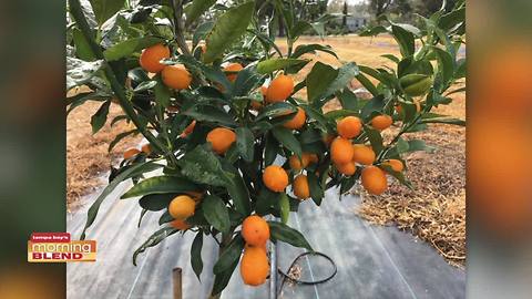 Kumquat Festival