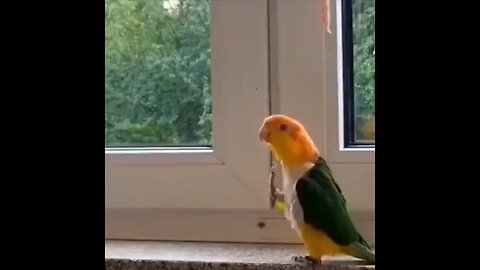 "Bird Marching Like a Soldier in Parade | Funny Animal Moments 🐦🚶‍♂️"