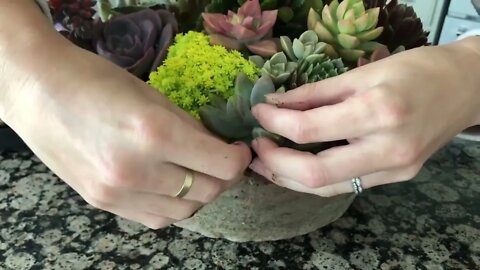 How to Propagate Succulents from Leaves