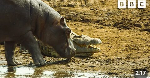 Hippos take on crocodiles for best sunbathing spot