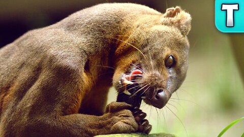 Fossa: Mini Cougar of Madagascar