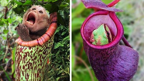 Plants that EAT Animals