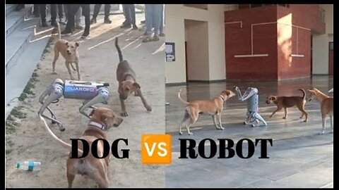 Dog Fighting with Robot 🐶 - Dog Vs Robot In IIT Kanpur - #puppies #robotics #techkriti