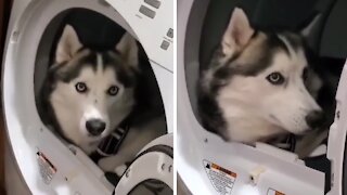 Naughty Husky Decides To Chill Out In The Washing Machine