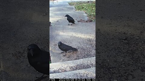 Huge Crows Visit #Shorts