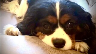 Hilarious dogs skillfully pressure mom with irresistible faces