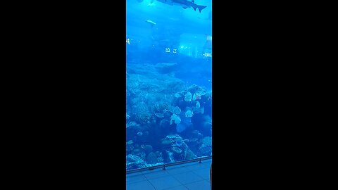 Dubai aquarium